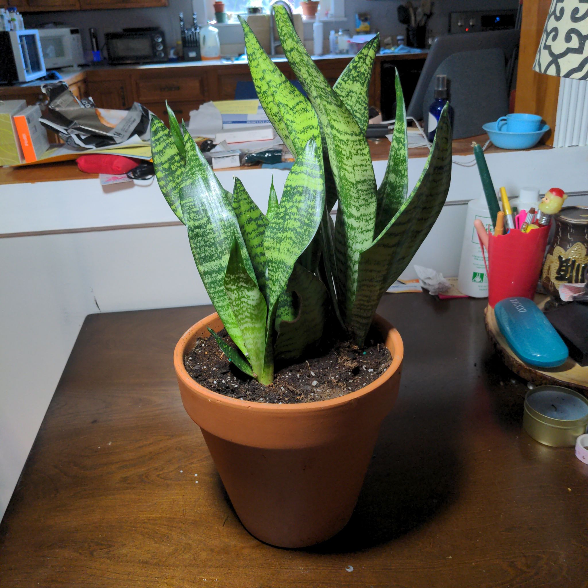 Black Coral Snake Plant in a terracotta pot with green leaves and dark stripes.