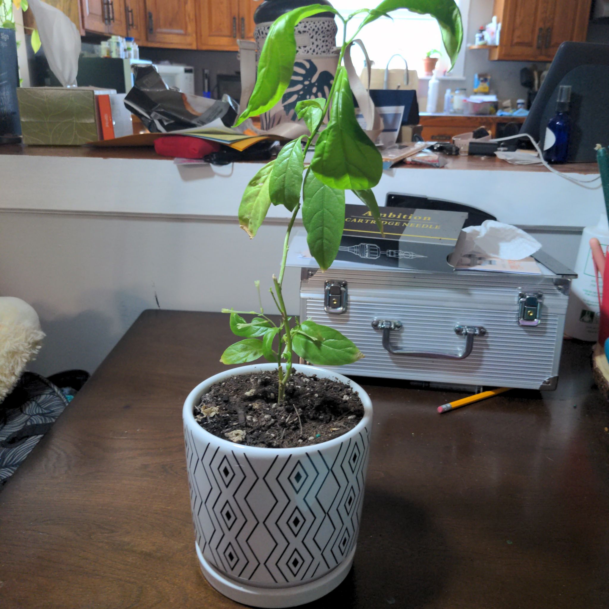 Potted Night-Blooming Jessamine indoors with some leaf discoloration and visible soil.