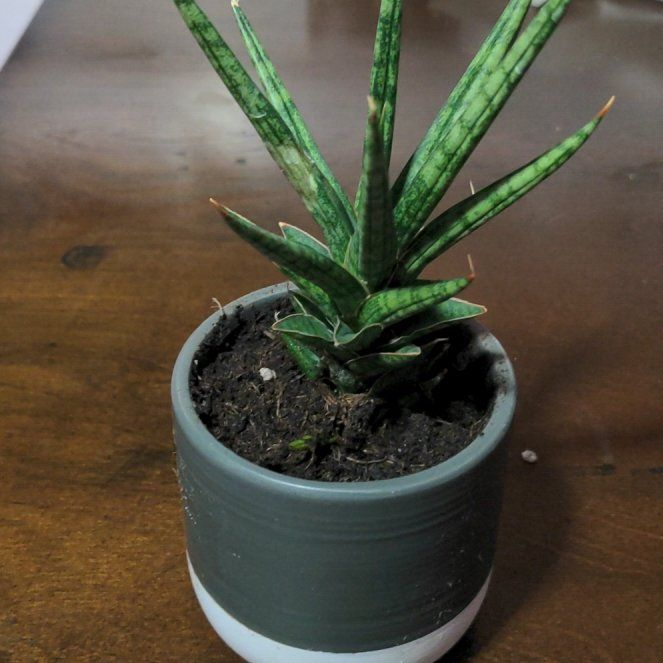 Photo of the plant species sanserveria cordova by @wildkingdom named Katsuzane on Greg, the plant care app