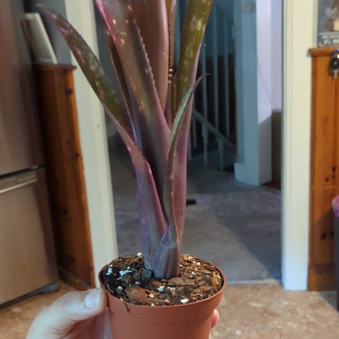 Photo of the plant species Billbergia 'Hallelujah' by @wildkingdom named Tengen on Greg, the plant care app