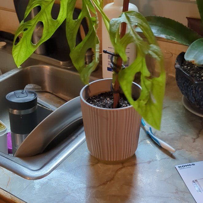 Photo of the plant species Monstera Adansonii Indonesian Marble by @wildkingdom named Sukuna on Greg, the plant care app