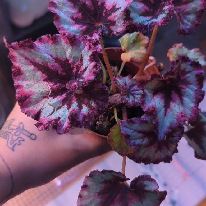 Photo of the plant species Jurassic Rex Begonia Silver Swirl by @wildkingdom named Pax on Greg, the plant care app