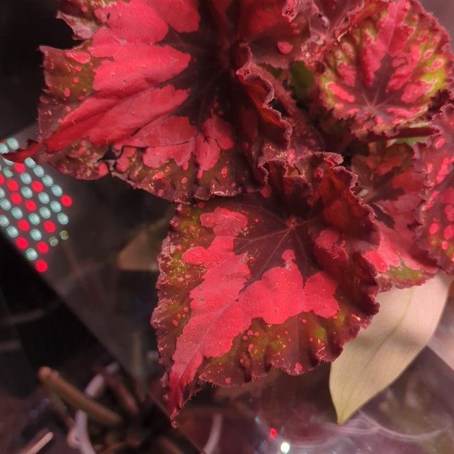 Photo of the plant species Rex Begonia ‘Harmony’s Fatal Attraction’ by @wildkingdom named Prince on Greg, the plant care app