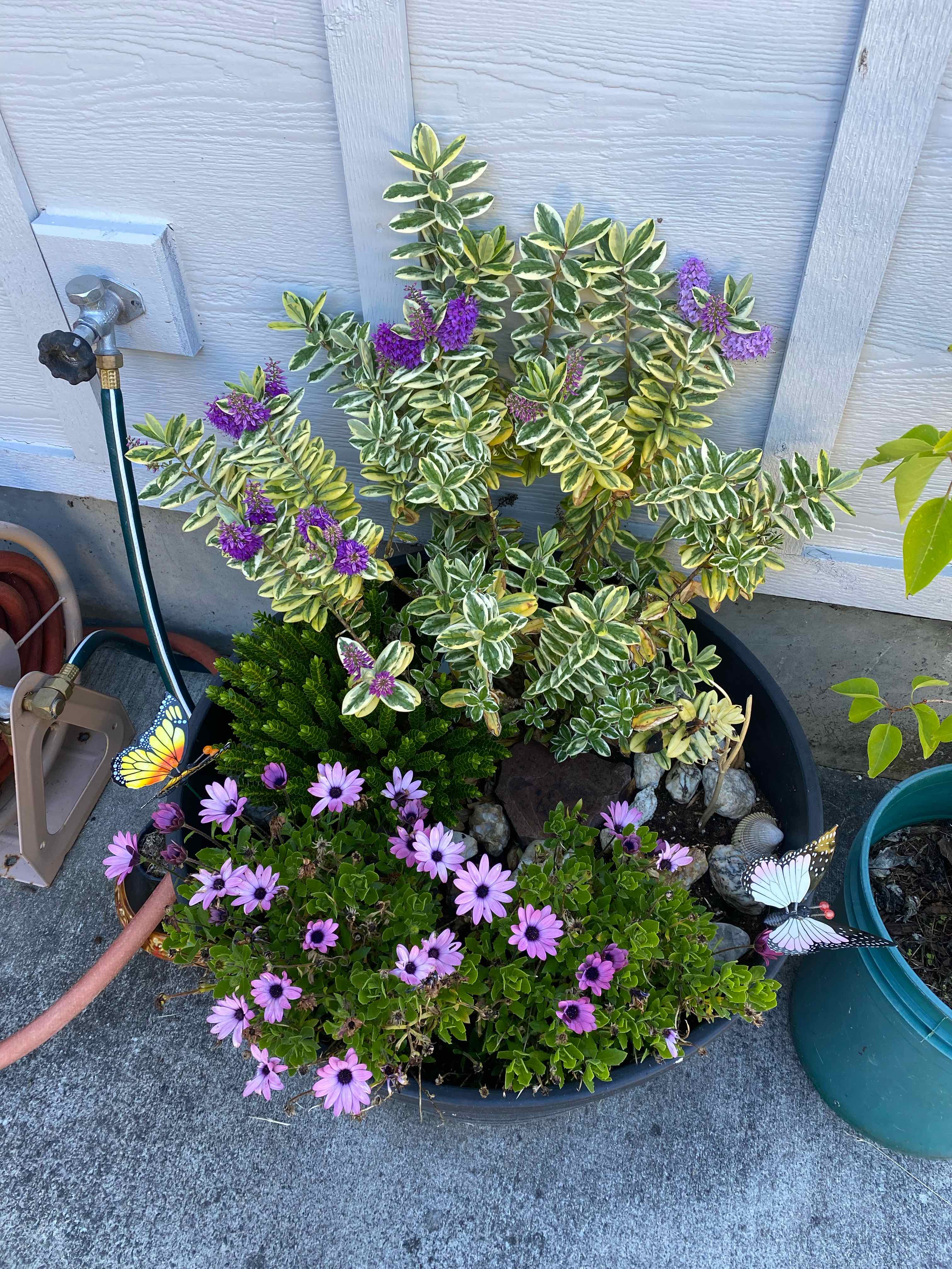 New Zealand Hebe Is Not Toxic To Cats