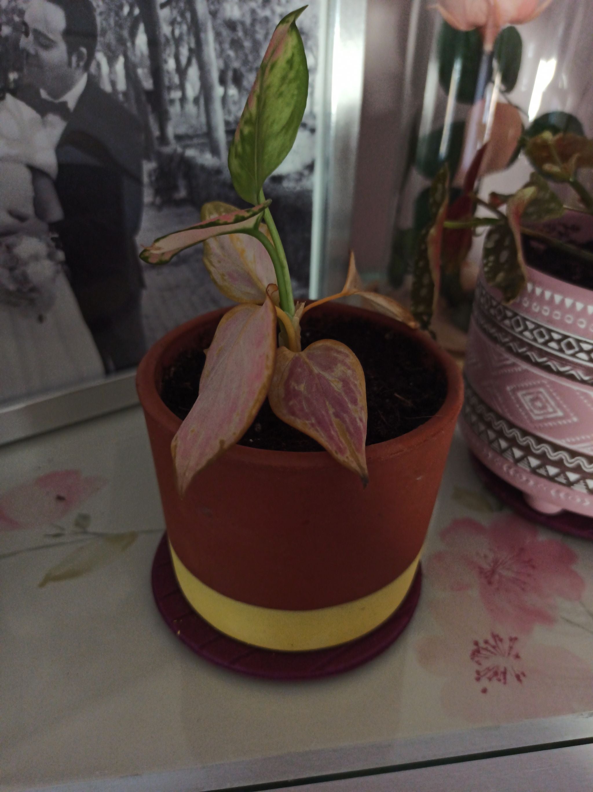 🌹 Why Aglaonema 'Red Zircon' Is A Perennial Plant