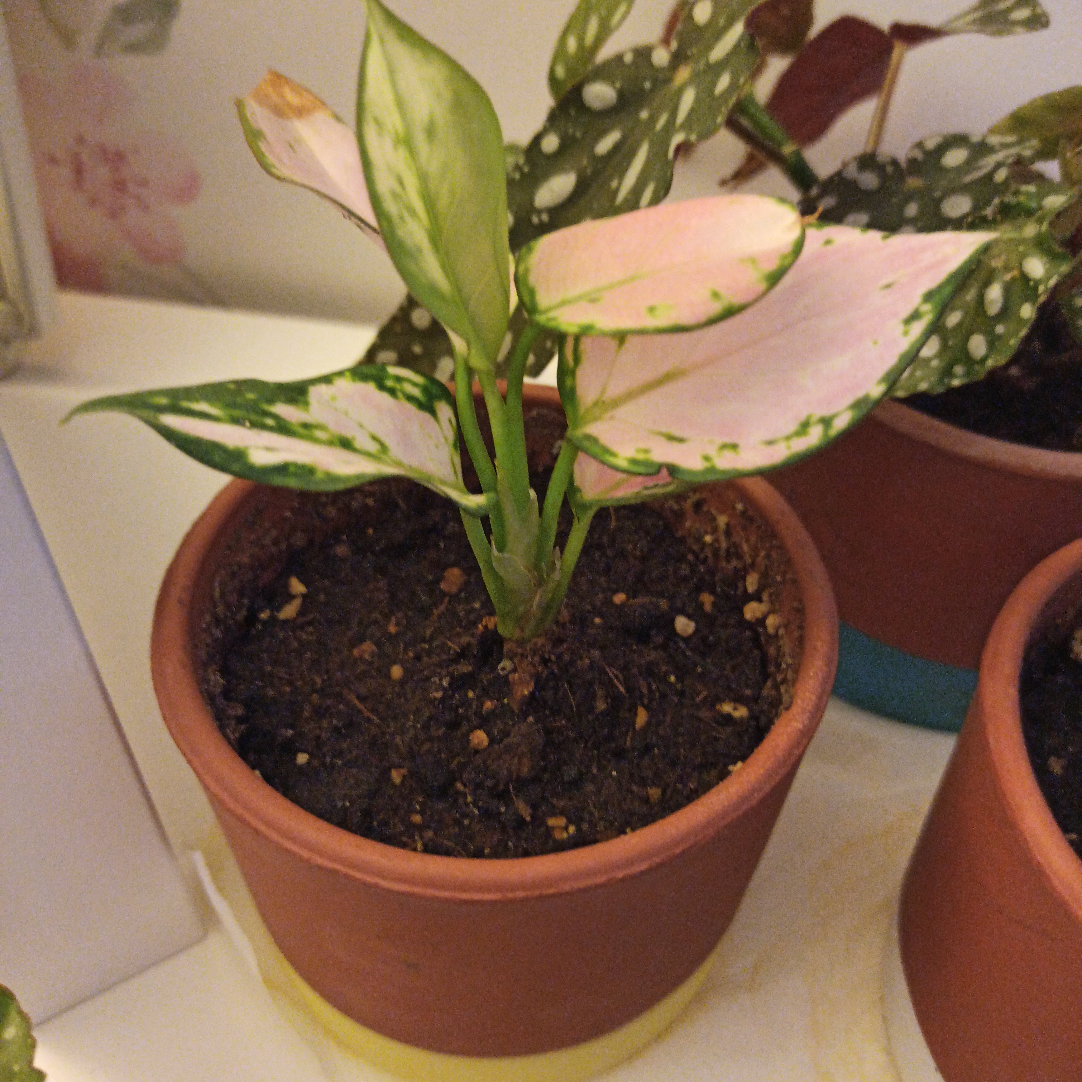 🌹 Why Aglaonema 'Red Zircon' Is A Perennial Plant