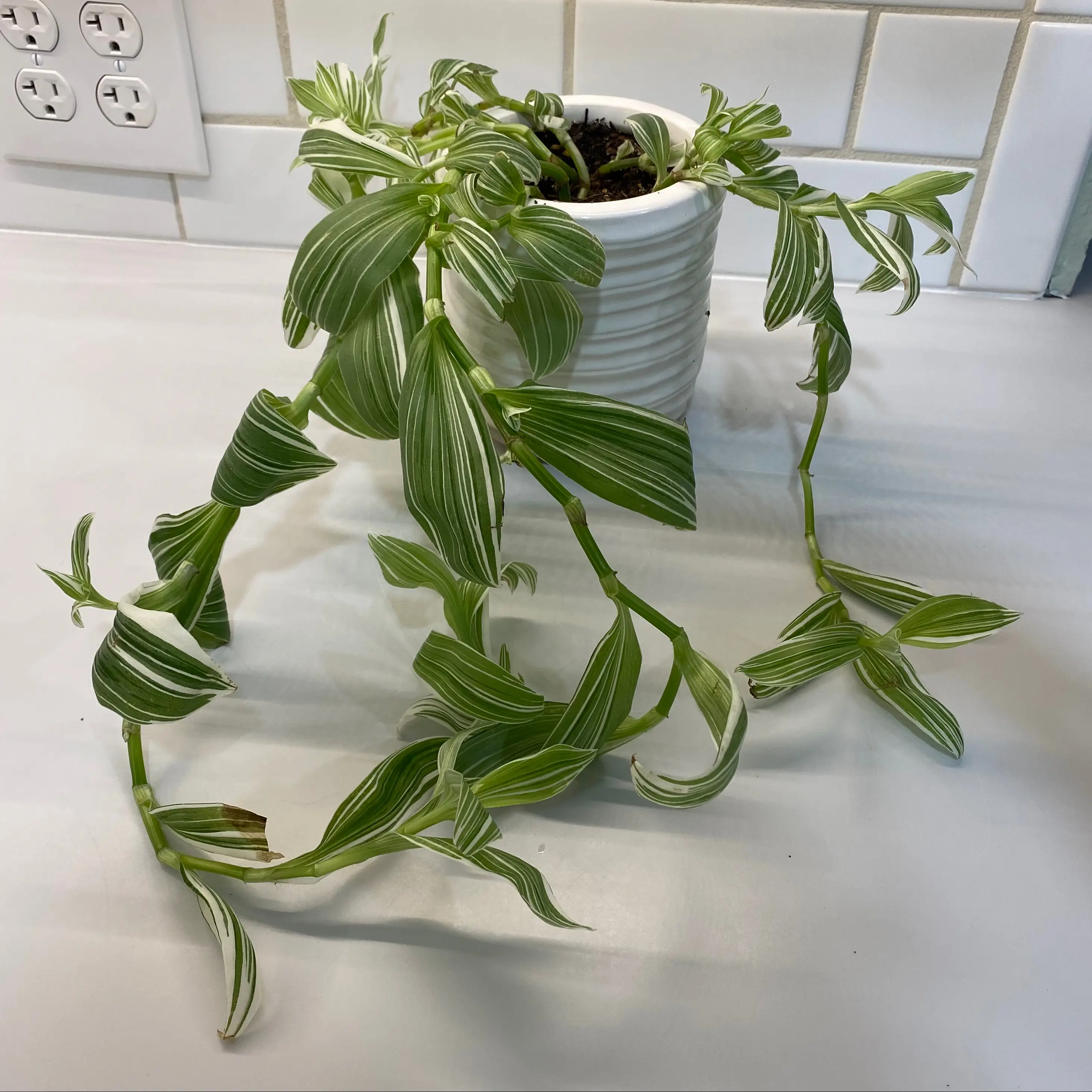 Tradescantia albiflora 'Albovittata' uploaded to the Greg plant app by @KionuLeafs