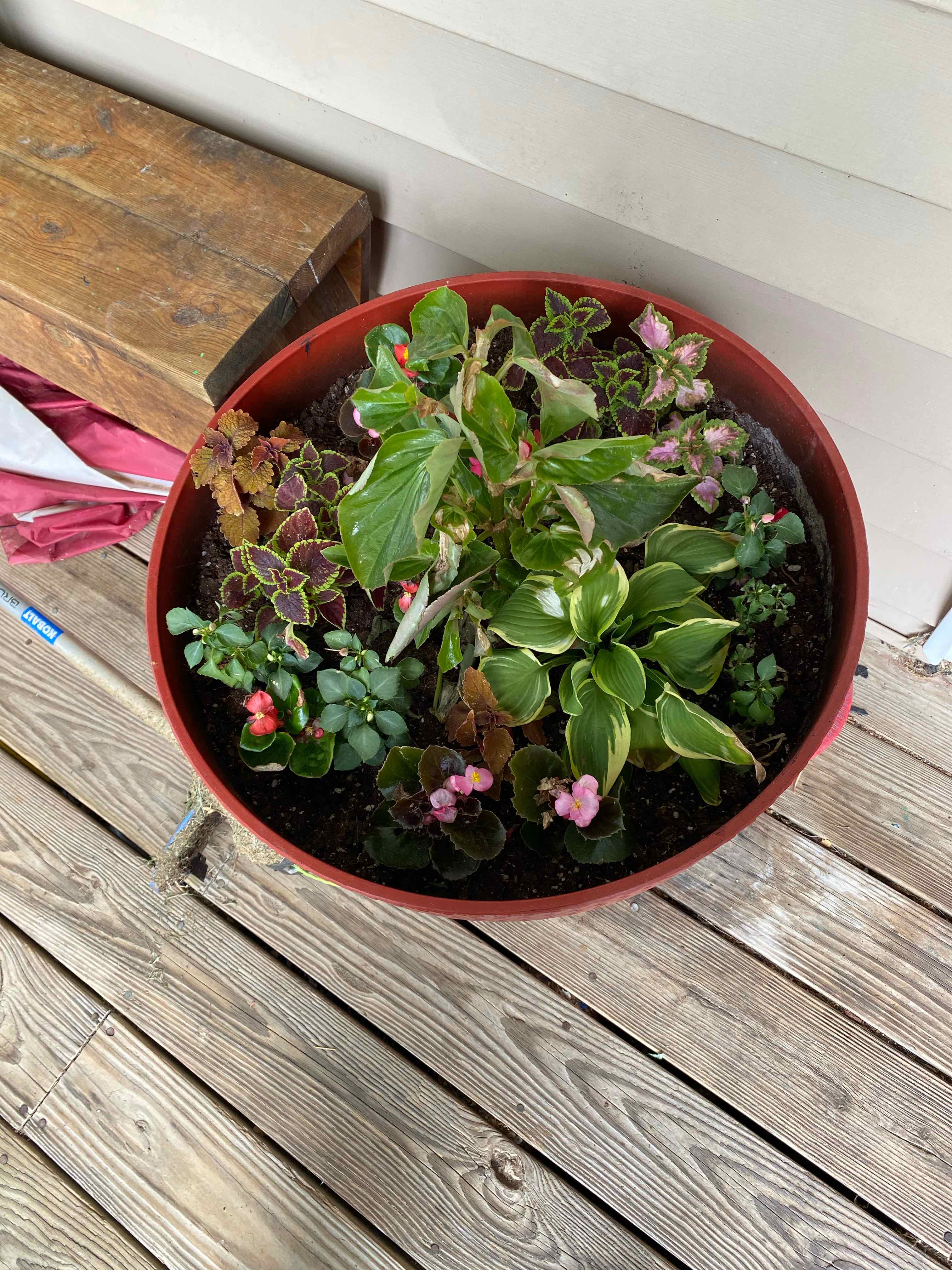Potted Tuberous Begonia with vibrant green leaves and flowers, visible soil.