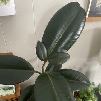 Rubber Plant plant in Duluth, Minnesota