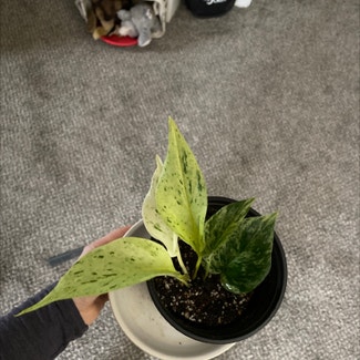 Marble Queen Pothos plant in Duluth, Minnesota