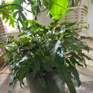 Philodendron Xanadu plant in Duluth, Minnesota