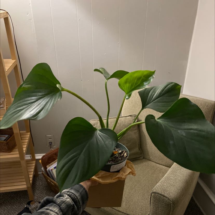 Homalomena Maggy plant with large green leaves, held by a hand indoors.