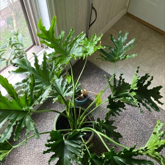 Split Leaf Philodendron plant in Duluth, Minnesota
