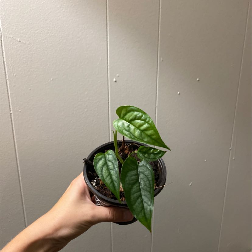 Monstera siltepecana plant held in a hand, with green leaves in a small pot.