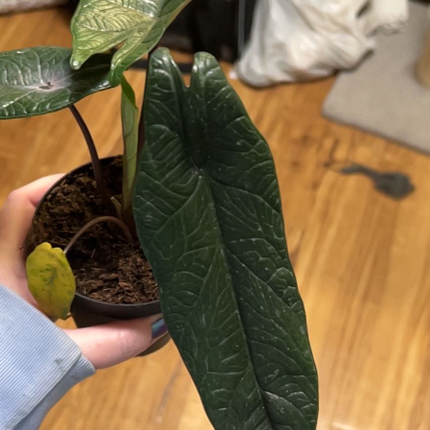Photo of the plant species Alocasia Scalprum by @Dizbar named Nithin on Greg, the plant care app