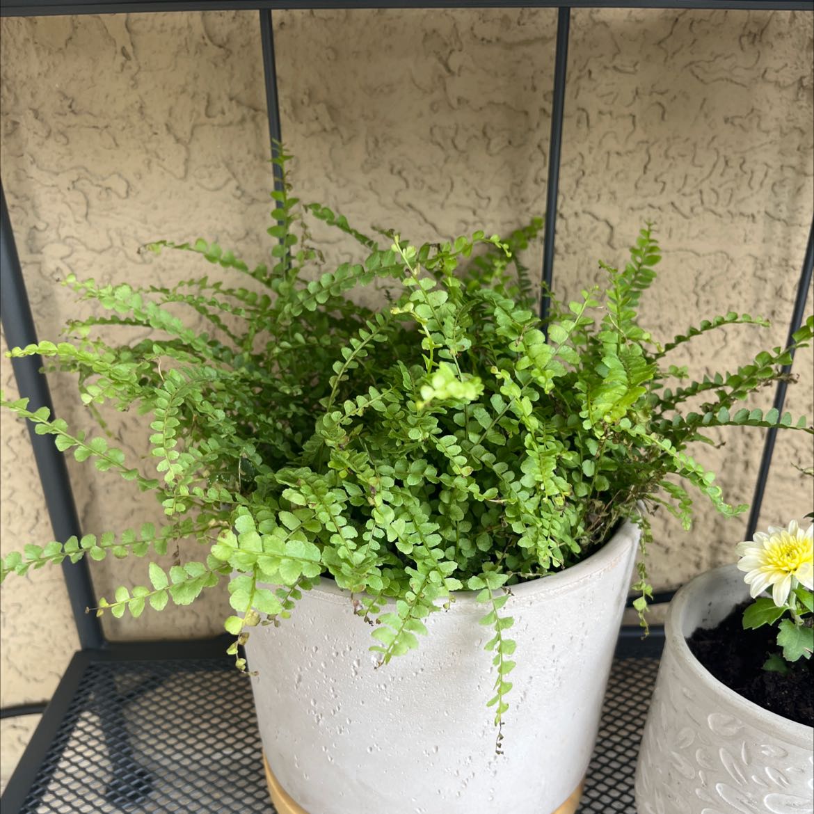 Healthy erect sword fern with lush green foliage growing in a white pot, no signs of disease or distress.