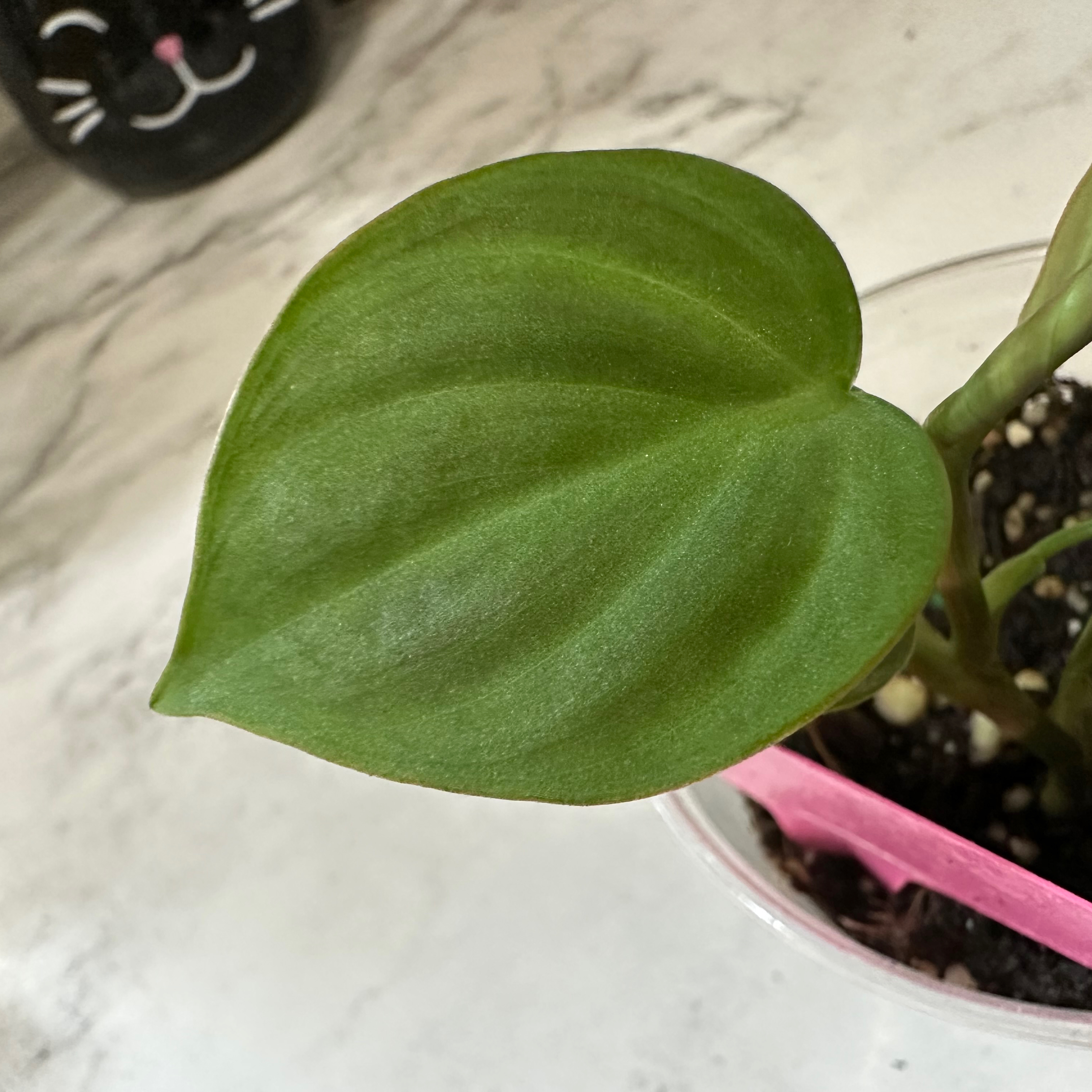 Healthy leaf of Camposportoanum Velvet Shield in a clear pot with visible soil.