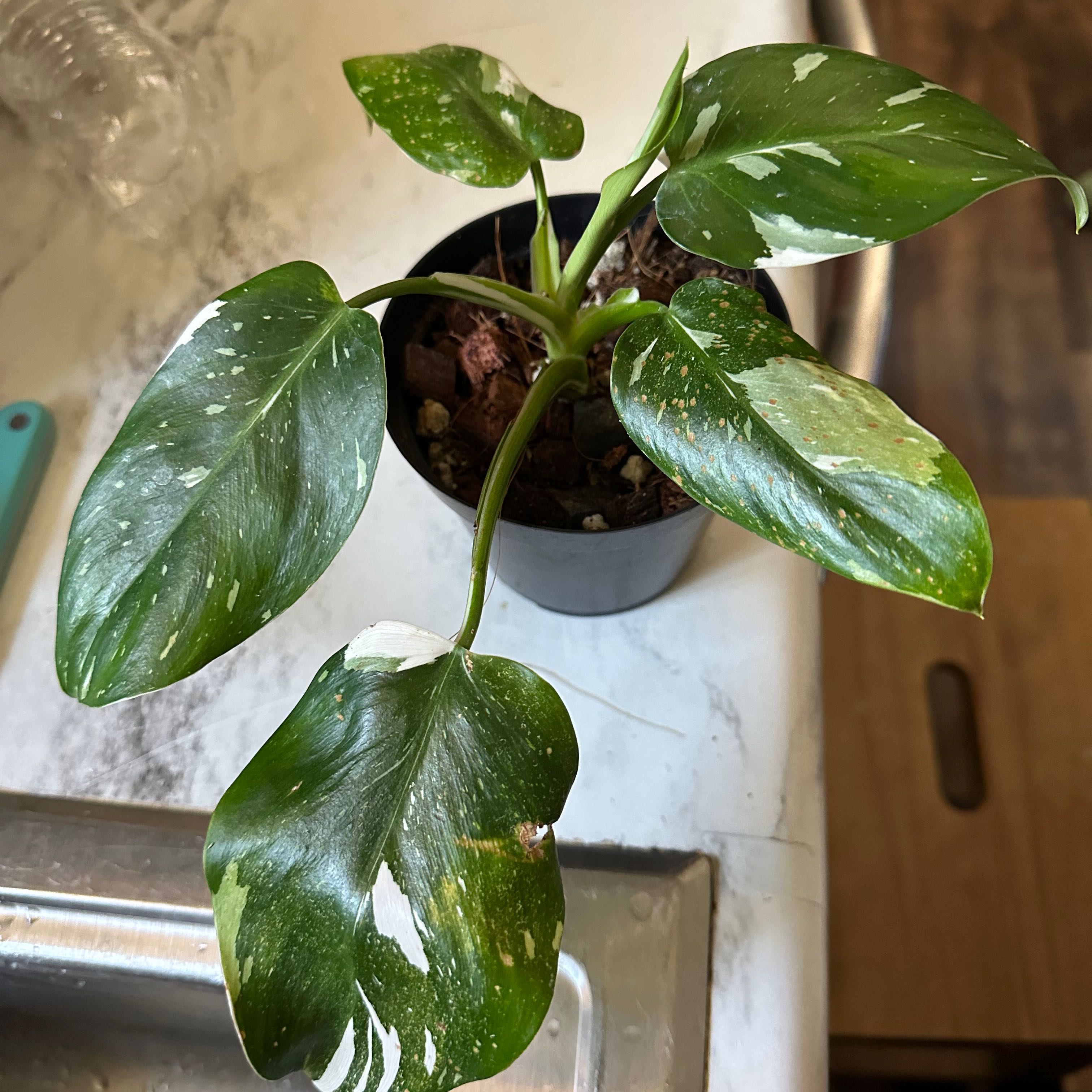 Why Is My White Knight Philodendron Dropping Leaves?