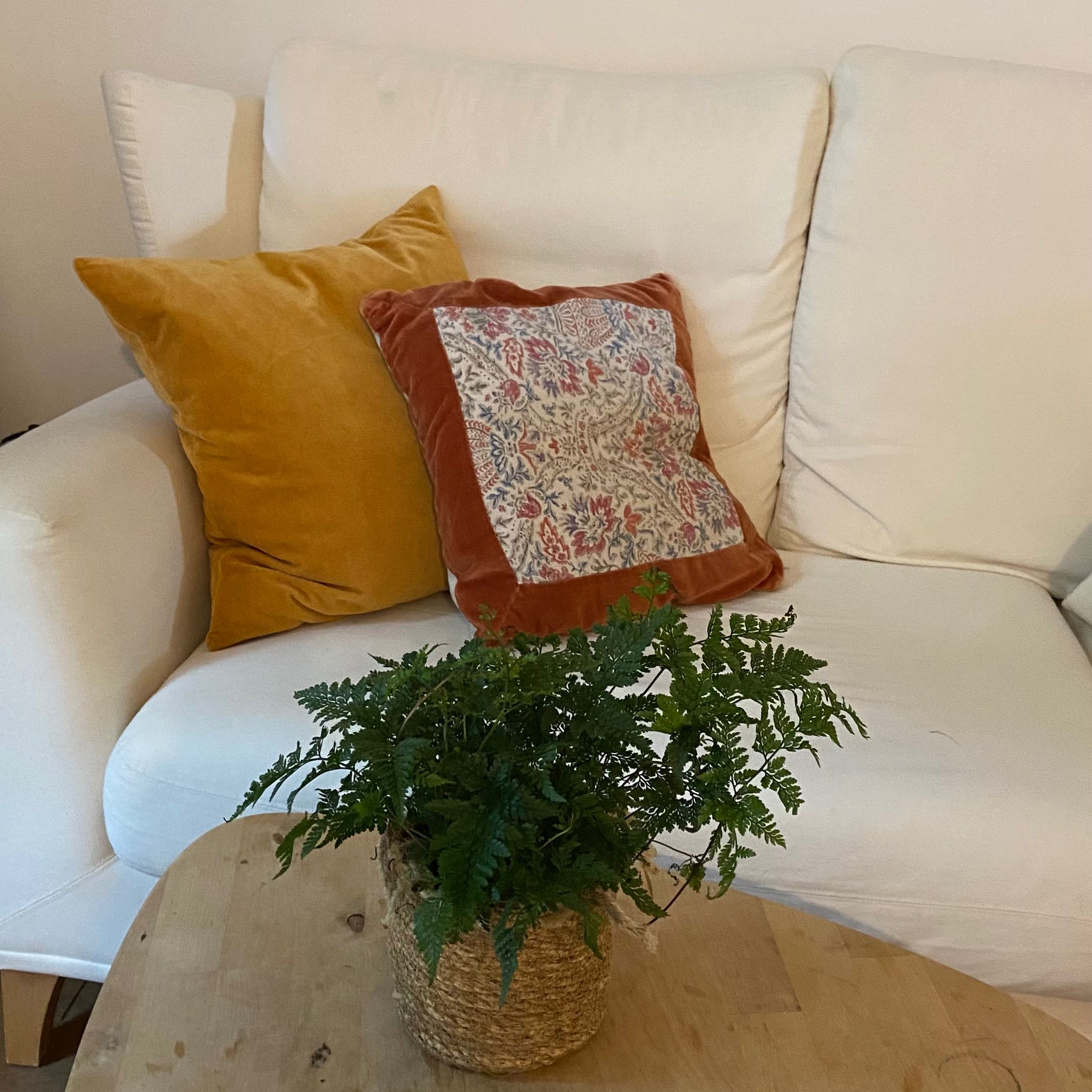 Leatherleaf Fern on a wooden table in a living room with a white couch and colorful pillows.