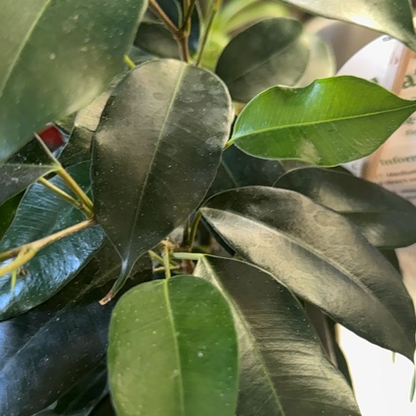 Photo of the plant species Weeping Fig Daniella by @Pulchritudinous named Bloo on Greg, the plant care app