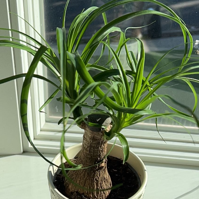 Photo of the plant species Common Eelgrass by @HotNiaouli named da Vinci on Greg, the plant care app