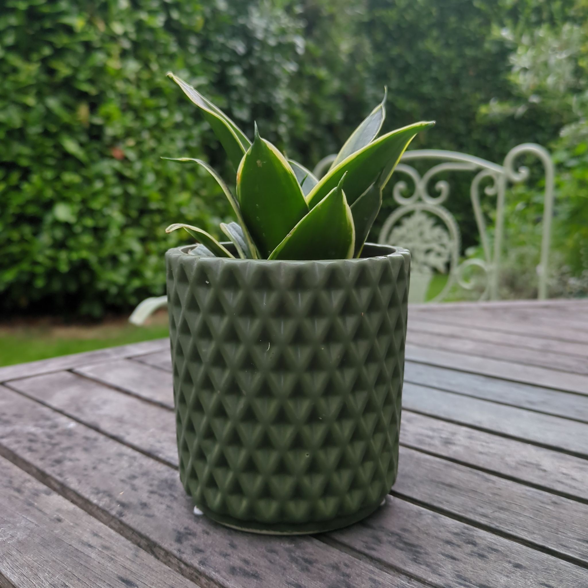 Photo of the plant species Sansevieria 'Hahnii Jade Marginata' by @SaltedCaraMel named Geoffrey on Greg, the plant care app