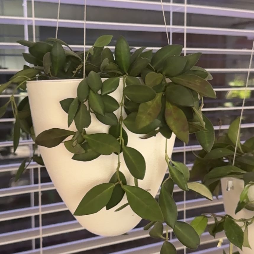 Photo of the plant species Hoya sp. aff. burtoniae by @JakerBaker named Eva on Greg, the plant care app