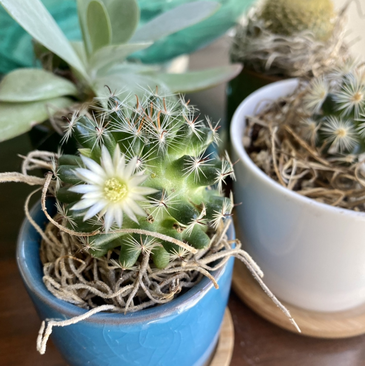 Photo of the plant species cactus by @TopdogGreyalder named Mama Tezo on Greg, the plant care app