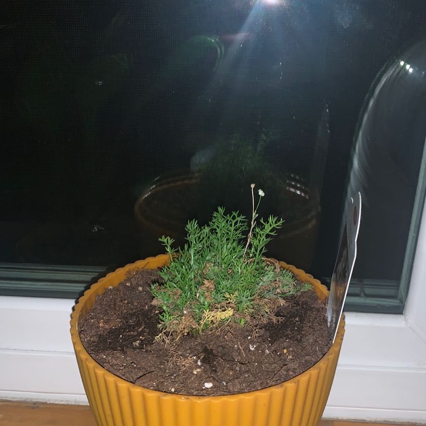 Chamomile plant in a yellow pot on a windowsill with visible flowers and soil.