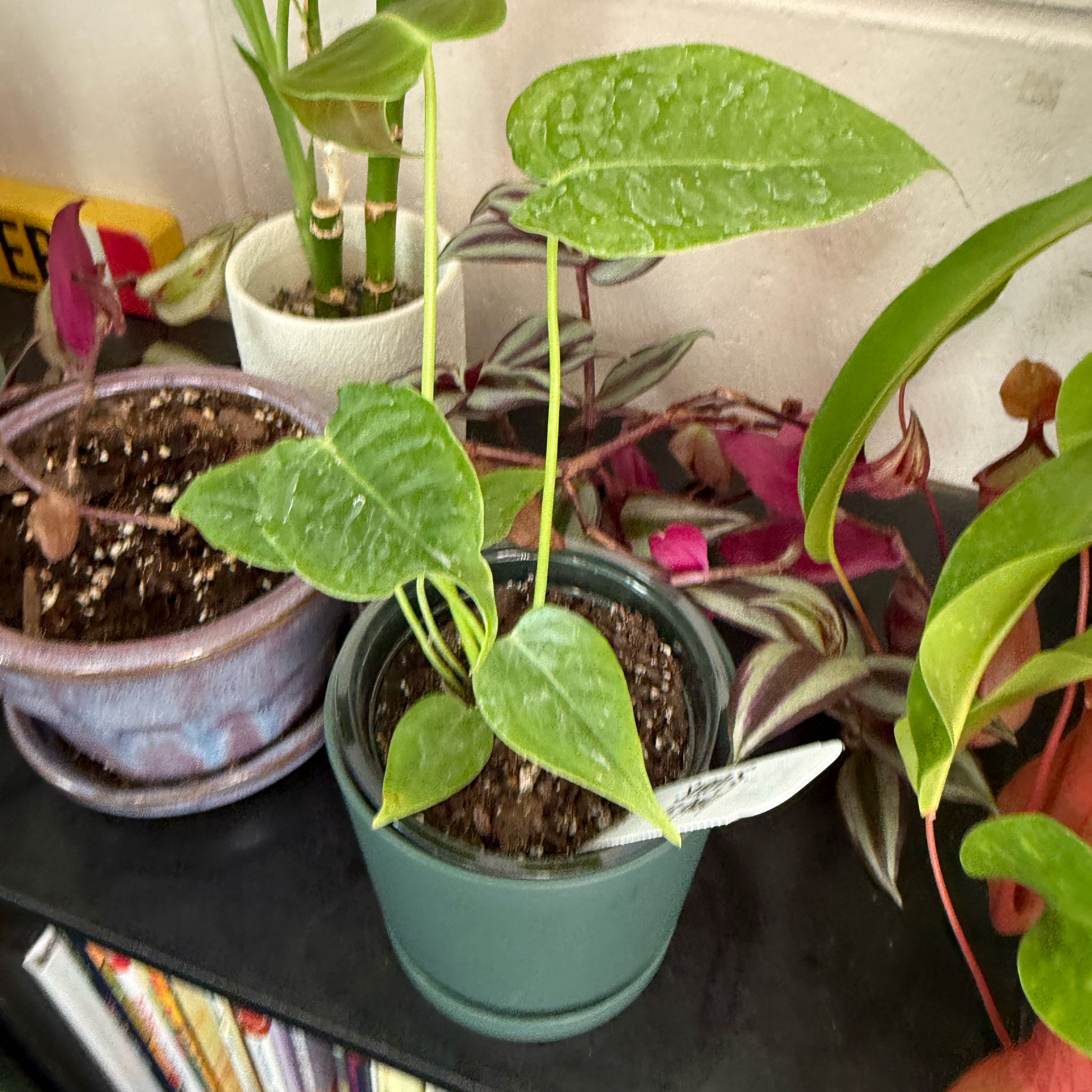 Photo of the plant species Anthurium veitchii by @Alton named Kardashian on Greg, the plant care app