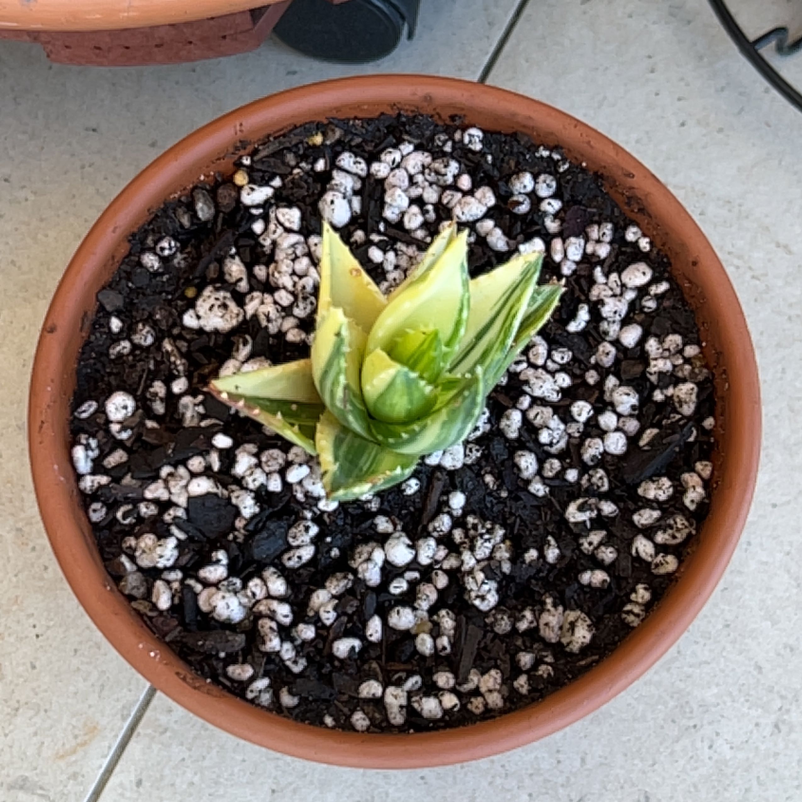 Photo of the plant species Aloe mitriformis by @BriskDwarf named Aloe mitriformis variagated on Greg, the plant care app