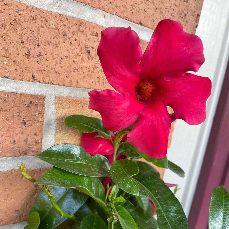 Photo of the plant species Brazilian Jasmine by @PopularChamisa named Your plant on Greg, the plant care app