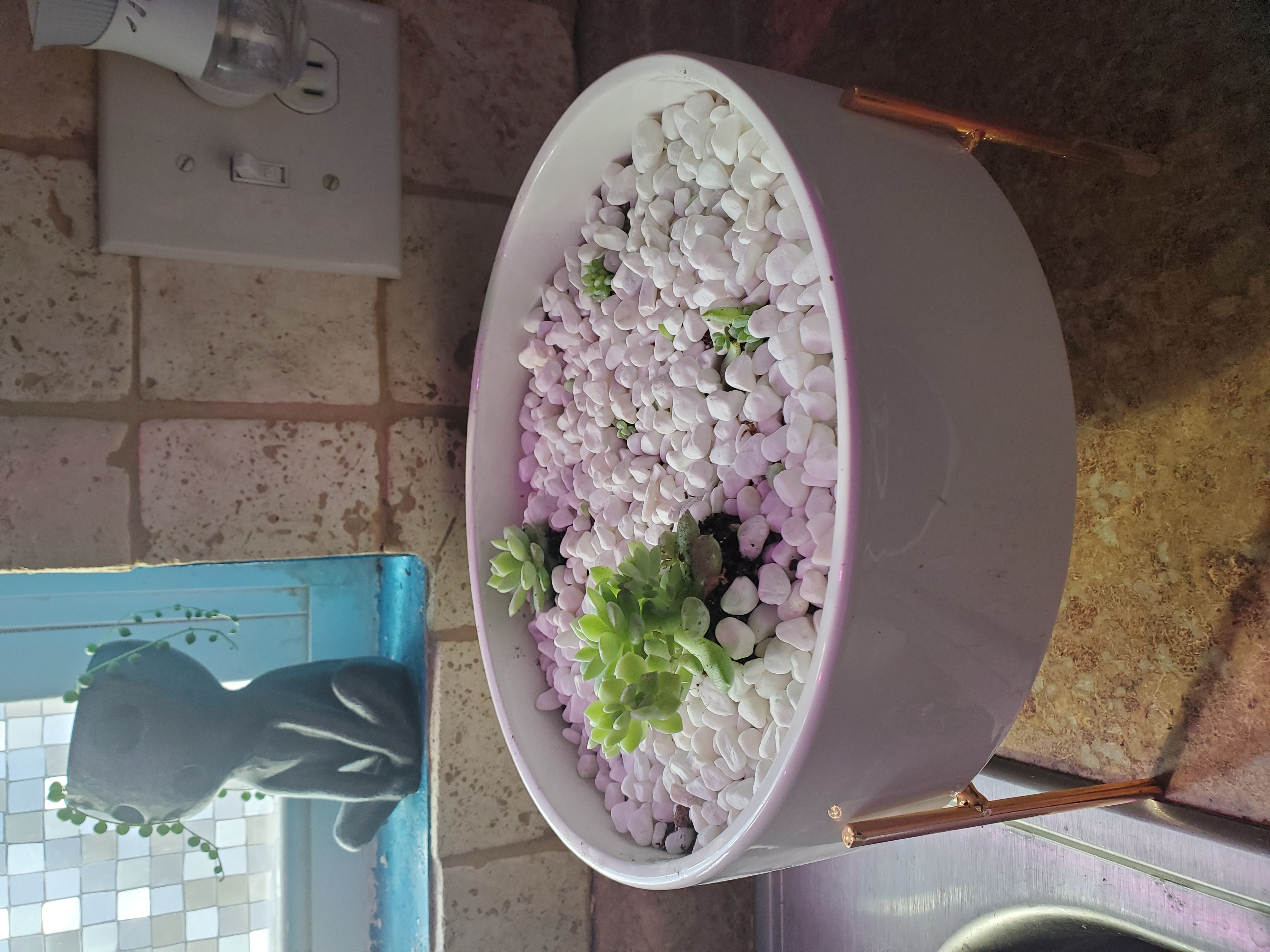 Potted Prolific Echeveria surrounded by white pebbles on a countertop.