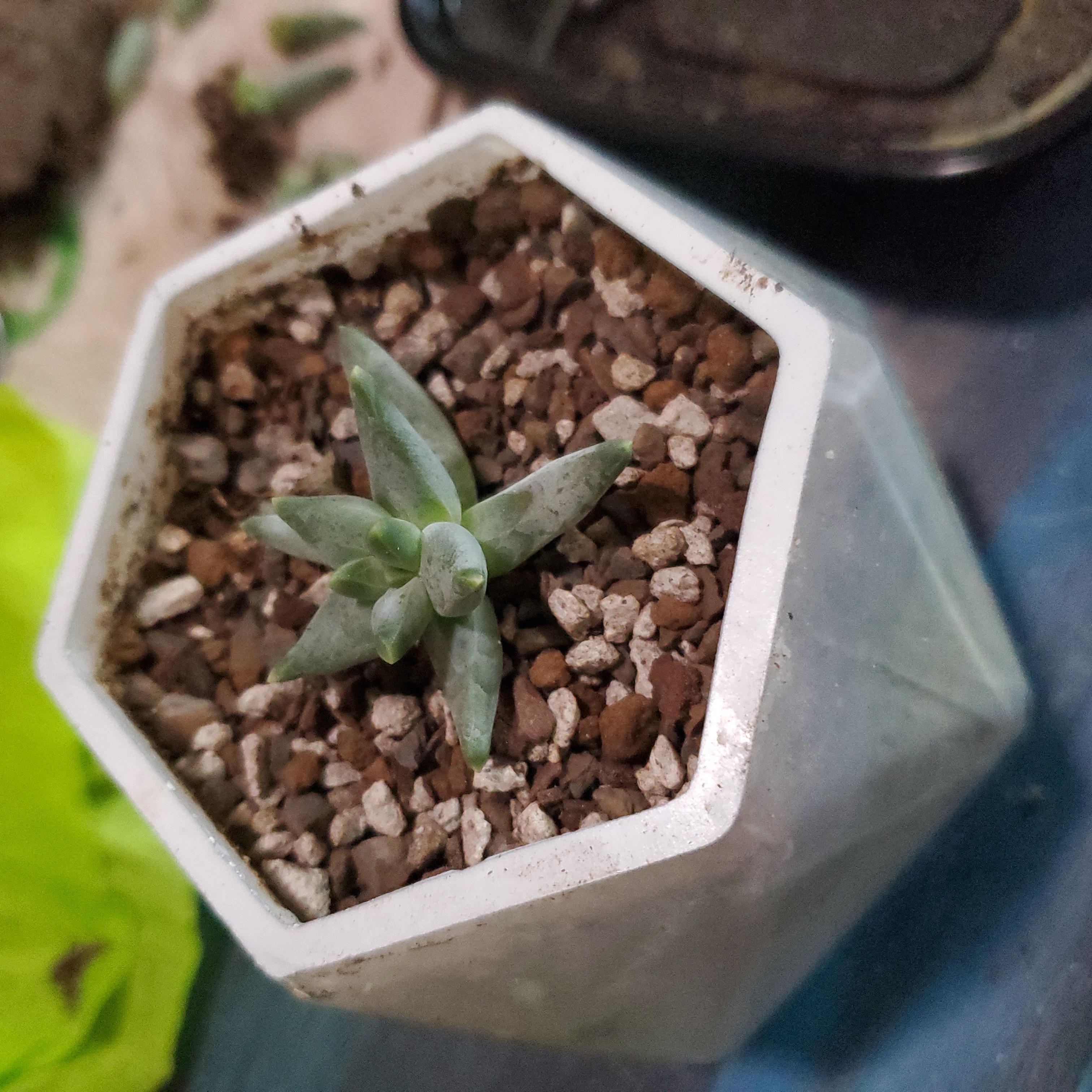 Pachyveria Little Jewel succulent in a white hexagonal pot with visible soil.