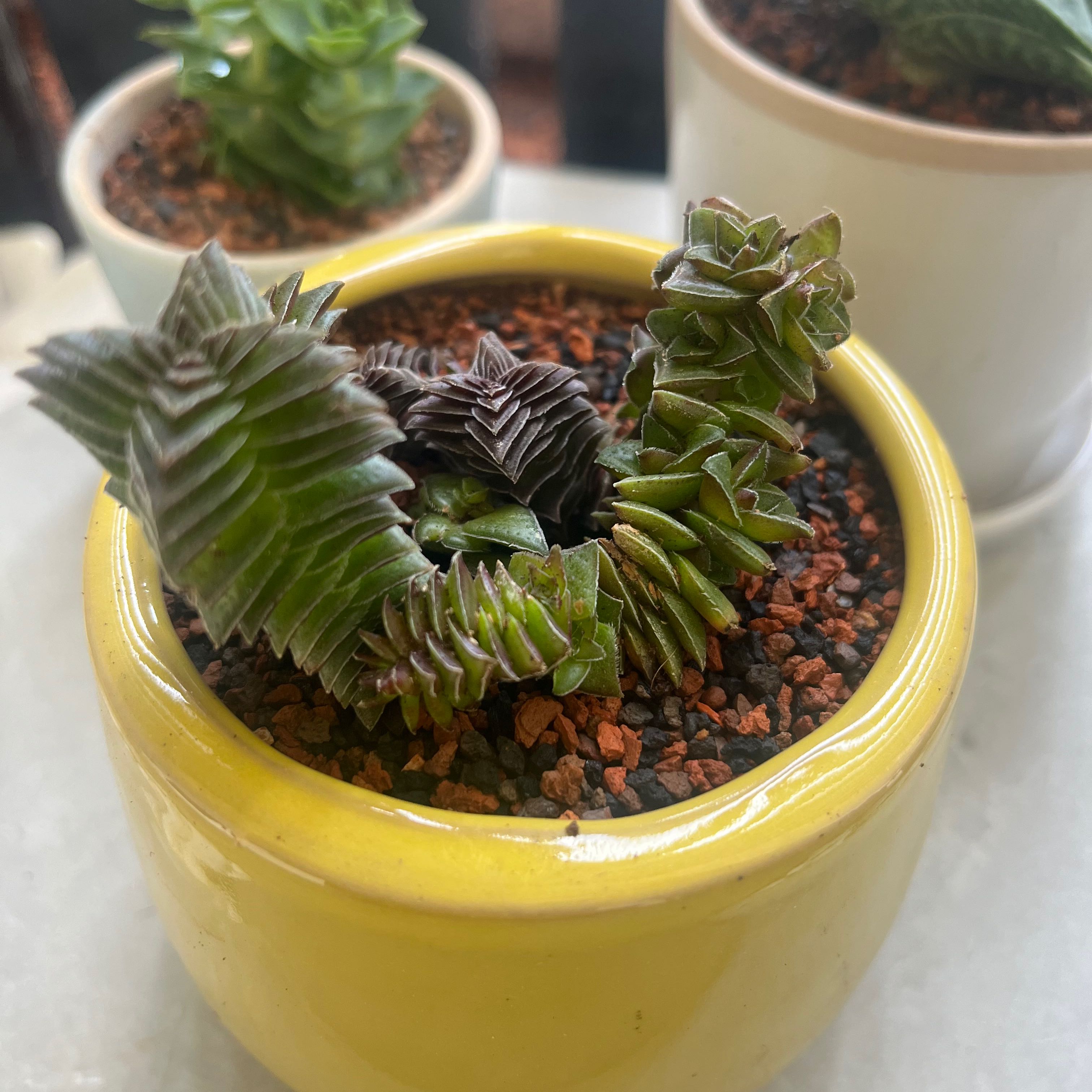 Pagoda Mini Jade plant in a yellow pot with visible soil and no signs of disease.