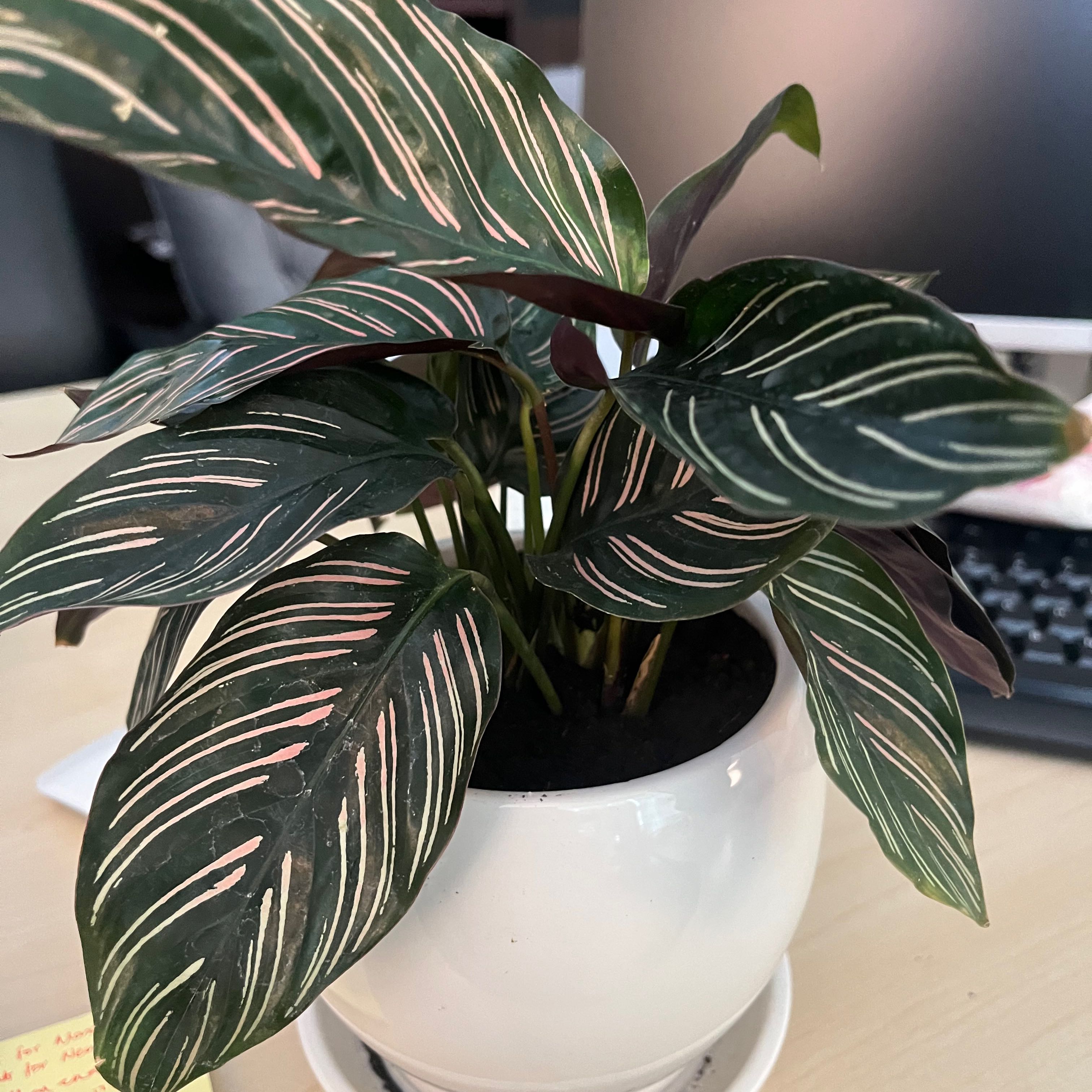 Photo of the plant species Pinstripe Calathea by @LiberatingChaya named Lana on Greg, the plant care app