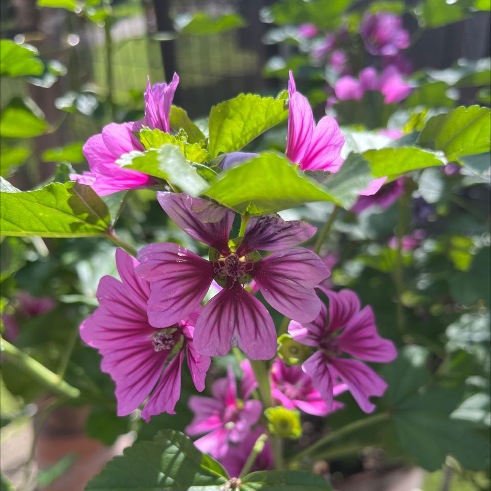 High Mallow plant with vibrant pink flowers and green leaves.