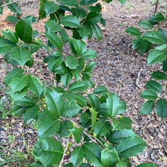 American Holly plant in Somewhere on Earth