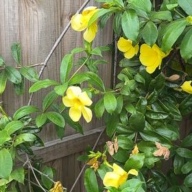 Photo of the plant species Allamanda Cathartica by @Peemell2021 named Demi on Greg, the plant care app