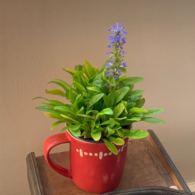 Blue Bugle plant in a red mug, with green leaves and blue flowers.