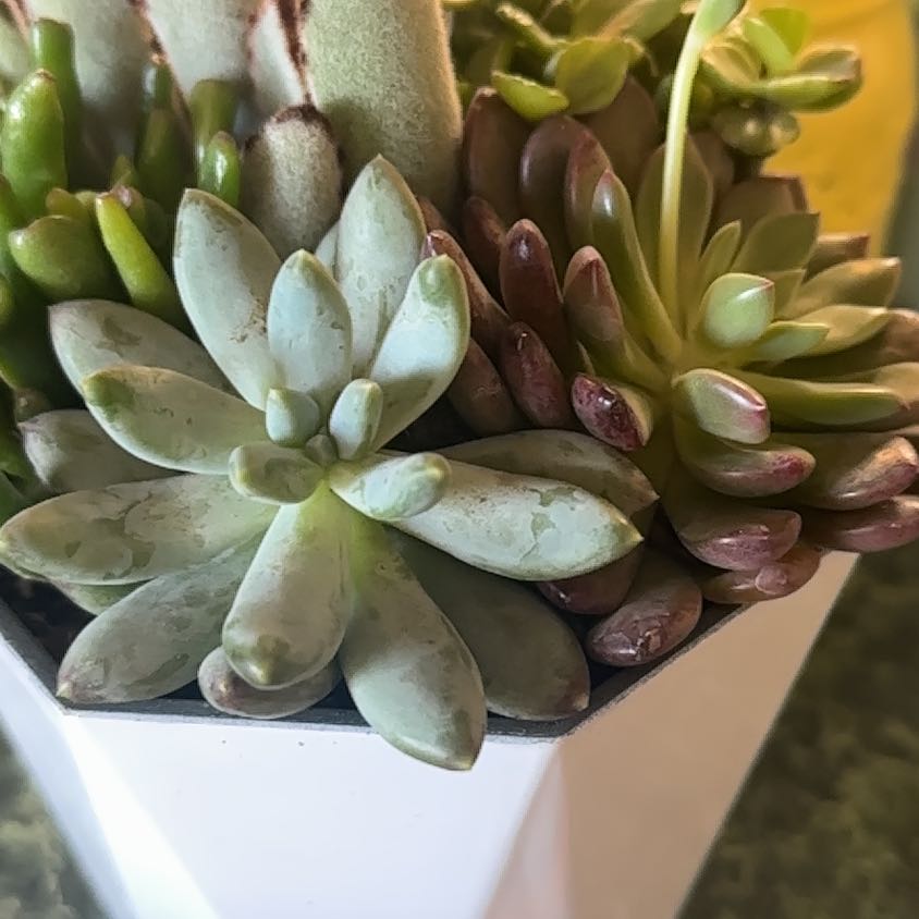 Succulent plant arrangement in a white pot, identified as Pale Stonecrop.
