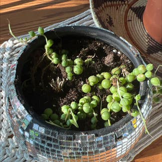 String of Pearls plant in Cambridge, Wisconsin