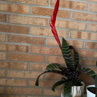 Flaming Sword Bromeliad plant in Cambridge, Wisconsin