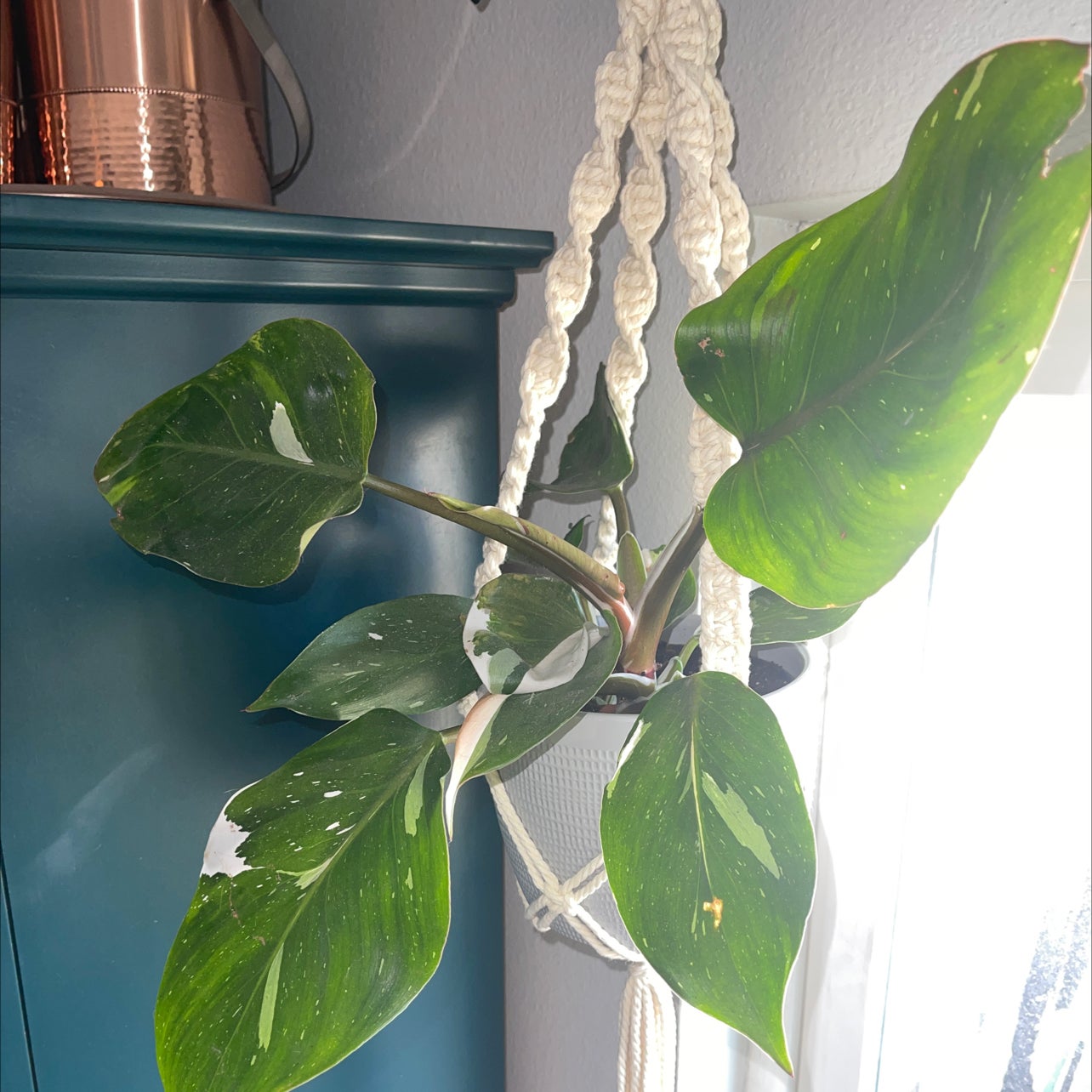 Why Are My White Knight Philodendron Leaves Curling?
