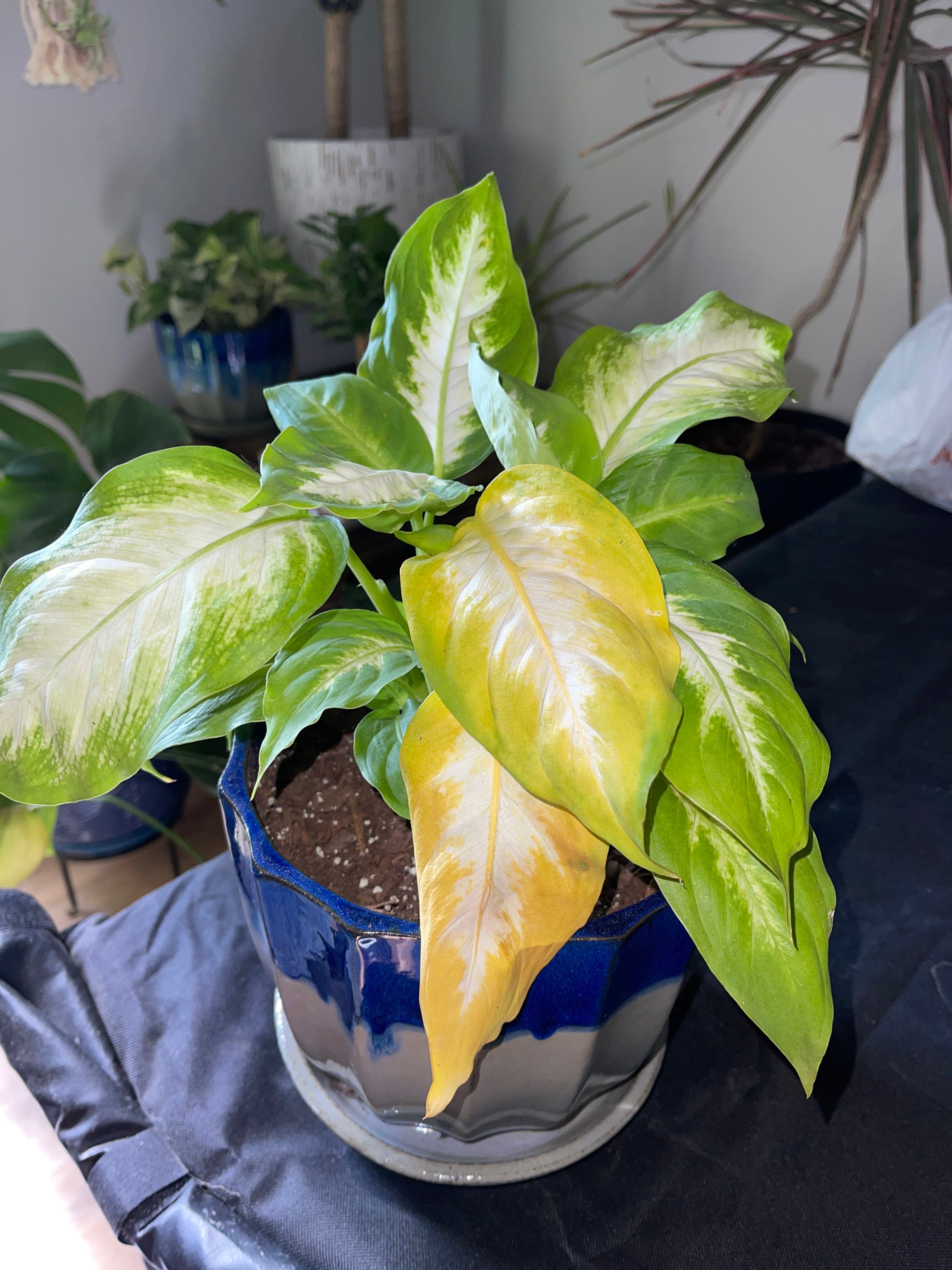 Why Are There Brown Spots on My Dieffenbachia 'Camille'?