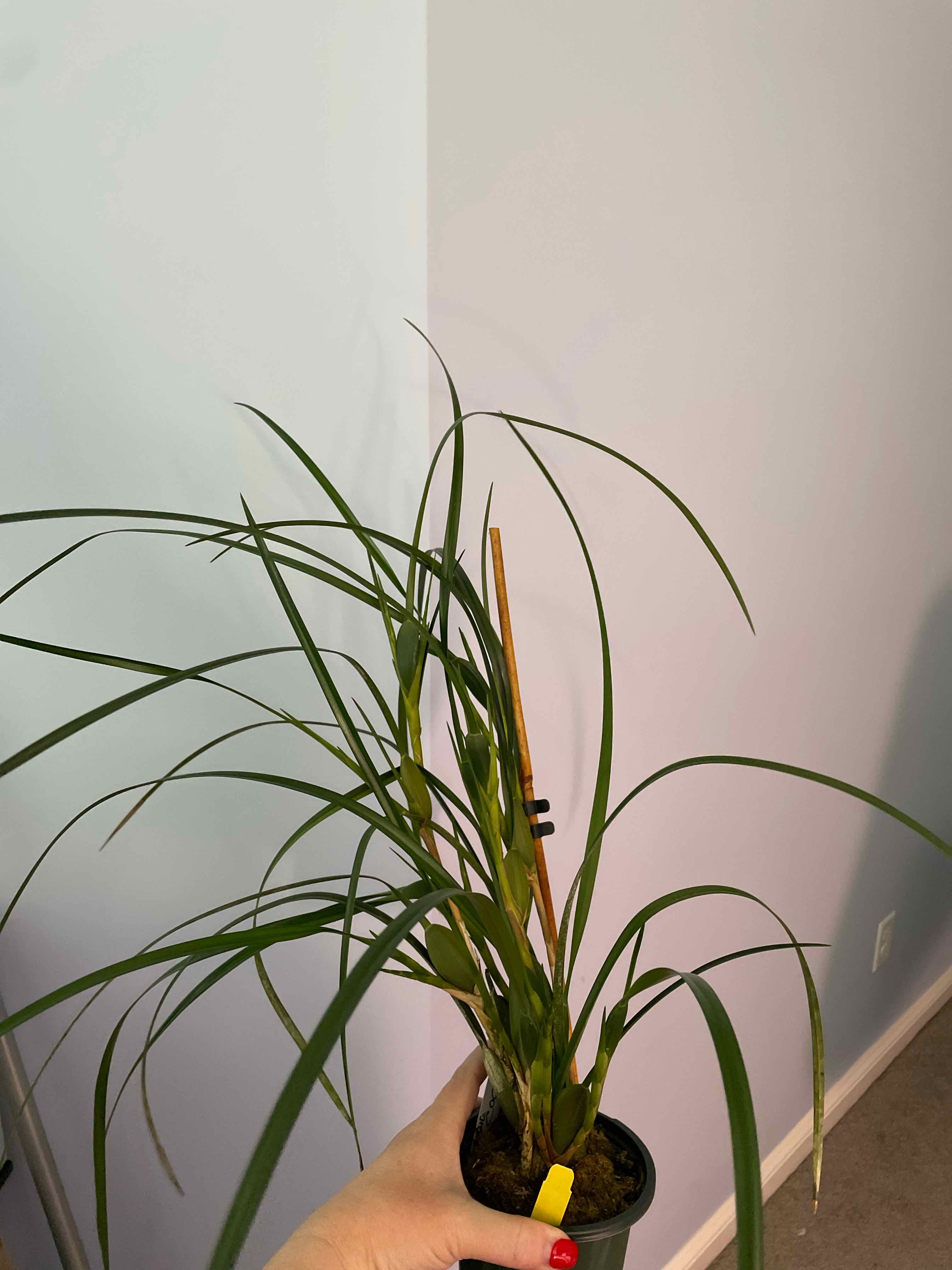 A potted orchid plant with long, narrow green leaves held by a hand.