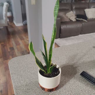 Snake Plant plant in Coral Springs, Florida