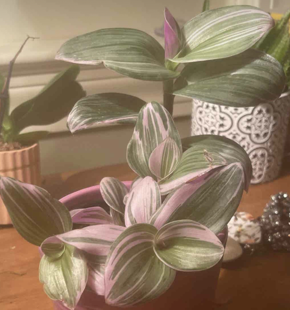 Tradescantia Nanouk plant photo by @ProCapsicum named Fran on Greg, the plant care app.