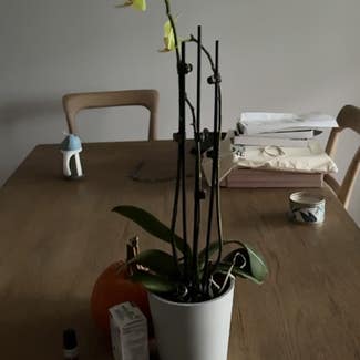 Phalaenopsis Orchid plant in Warwick, New York
