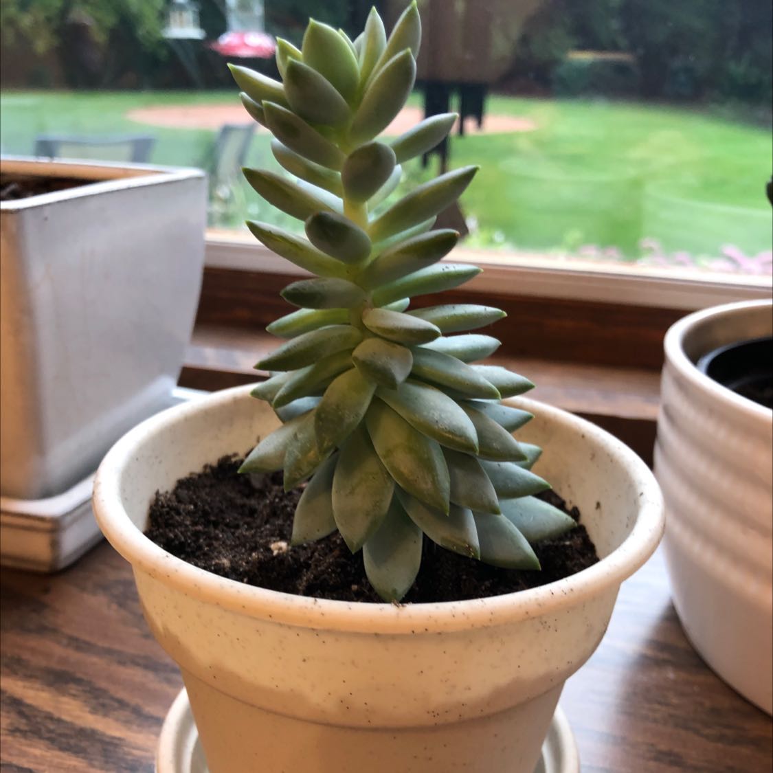 Pale Stonecrop succulent in a white pot on a wooden surface with a garden view in the background.